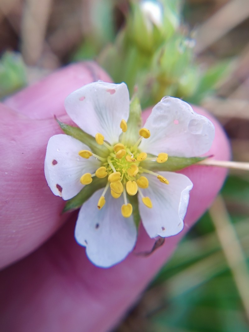 Fragaria virginiana subsp. virginiana photo 2
