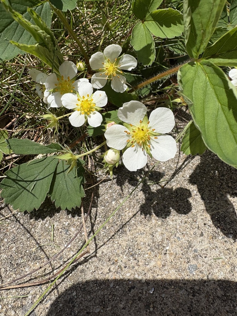 Fragaria virginiana subsp. virginiana photo 3