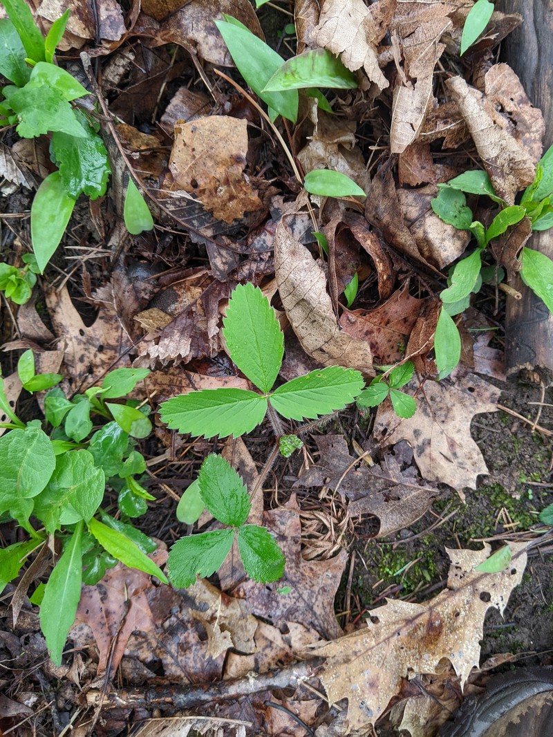 Fragaria virginiana subsp. virginiana photo 4