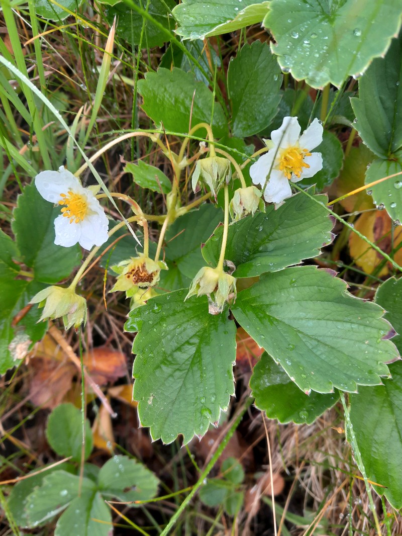 Fragaria virginiana subsp. virginiana photo 5