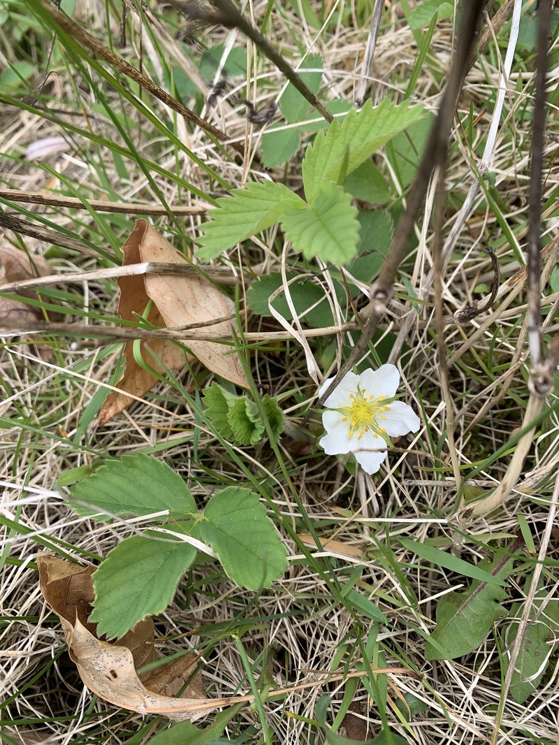 Fragaria virginiana subsp. virginiana photo 7