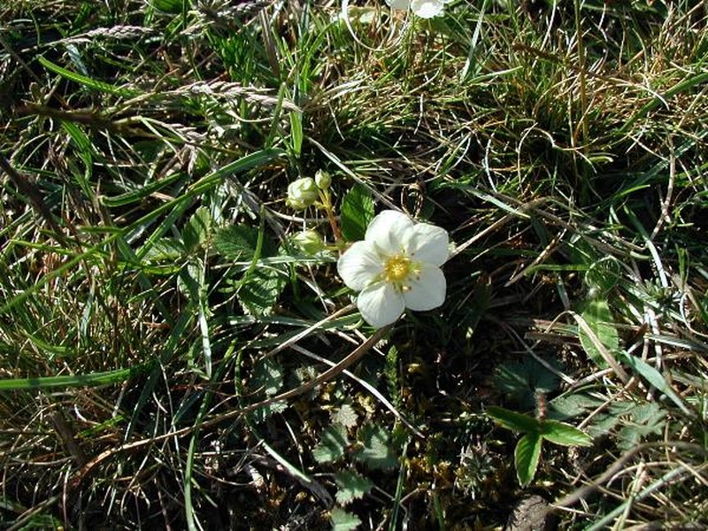 Fragaria viridis