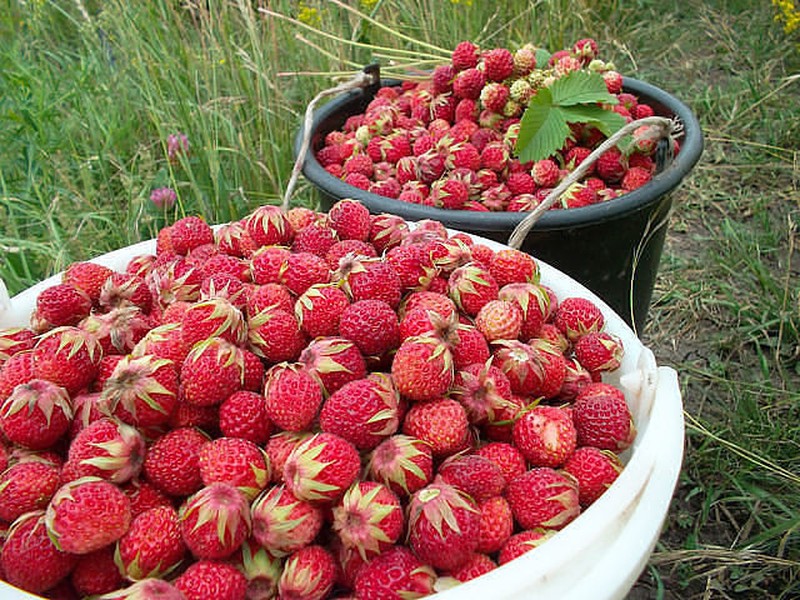 Fragaria viridis photo 2