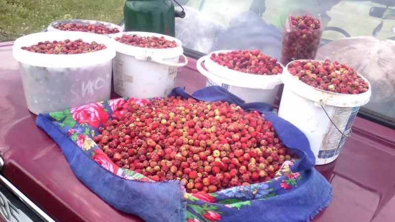 Fragaria viridis photo 3