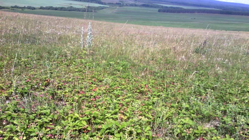Fragaria viridis photo 4