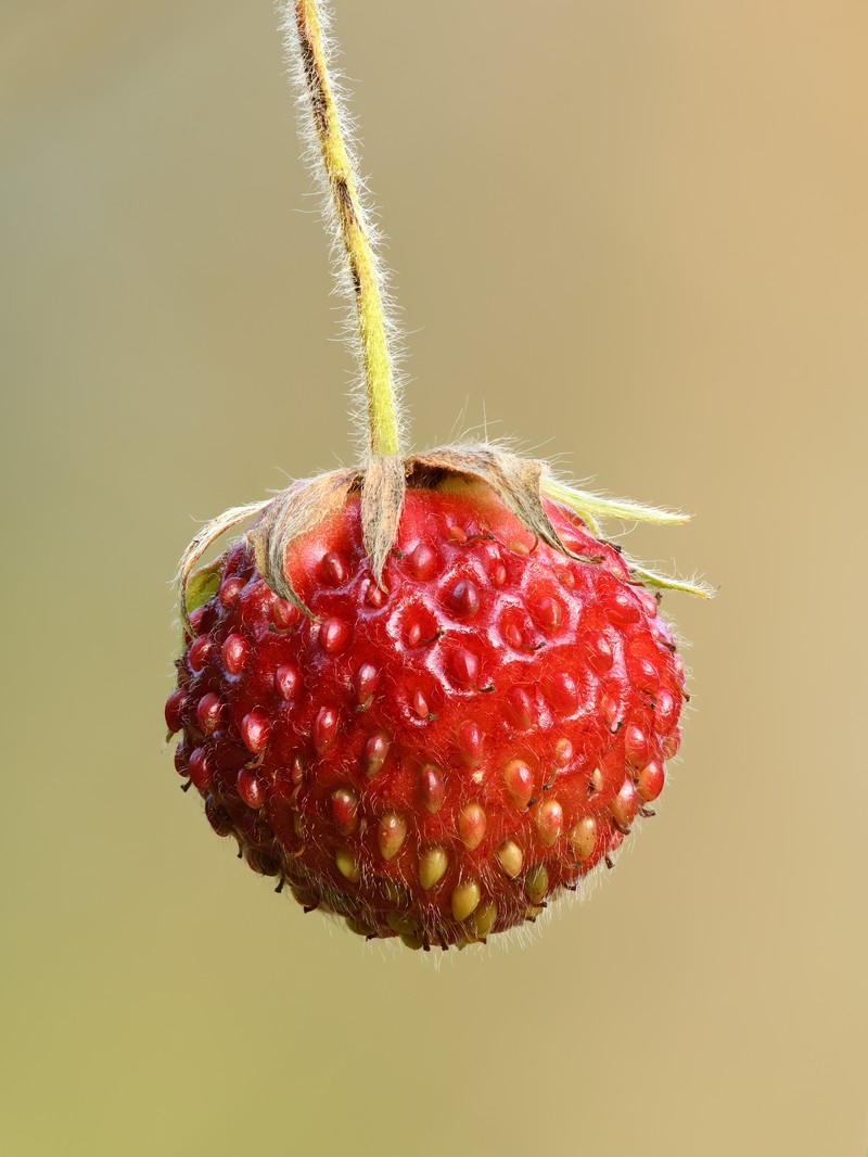Fragaria viridis photo 5