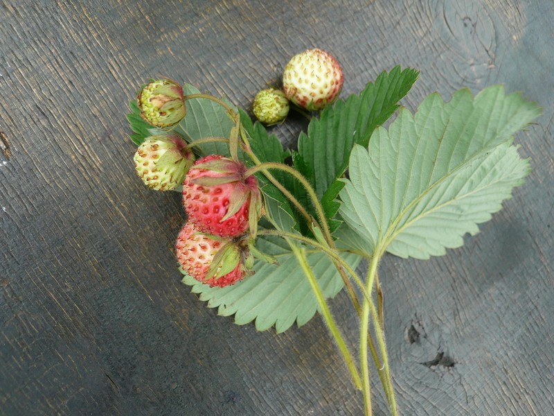 Fragaria viridis photo 6
