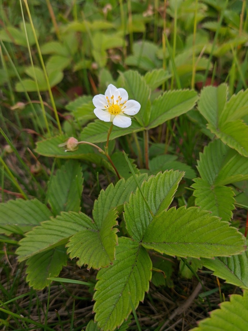 Fragaria viridis photo 7