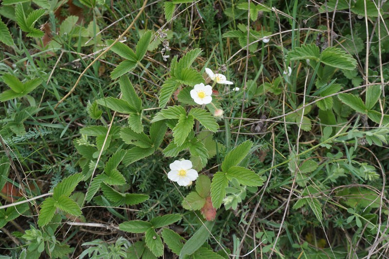 Fragaria viridis subsp. campestris