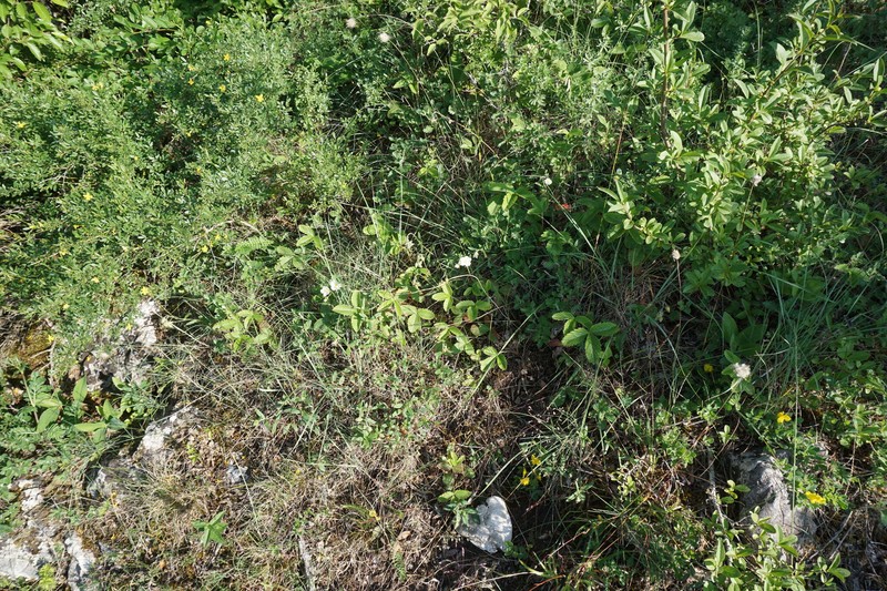 Fragaria viridis subsp. campestris photo 2