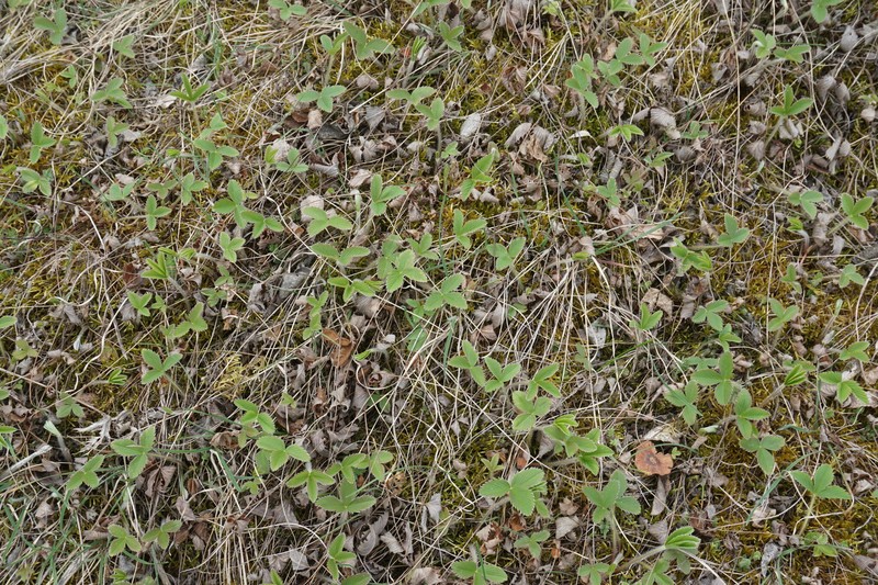 Fragaria viridis subsp. campestris photo 3