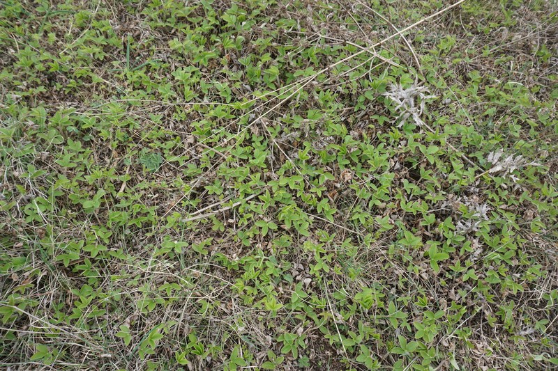 Fragaria viridis subsp. campestris photo 4