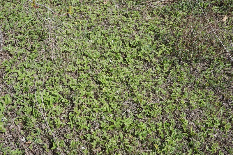 Fragaria viridis subsp. campestris photo 5