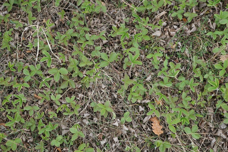Fragaria viridis subsp. campestris photo 6