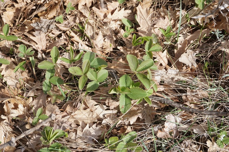 Fragaria viridis subsp. campestris photo 7