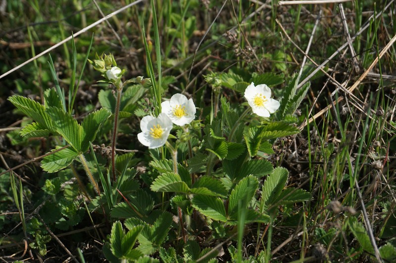 Fragaria viridis subsp. campestris photo 8