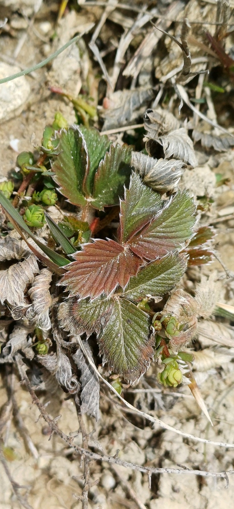 Fragaria viridis subsp. viridis