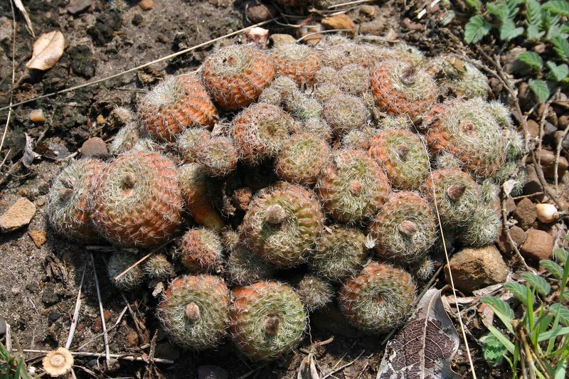 Frailea amerhauseri