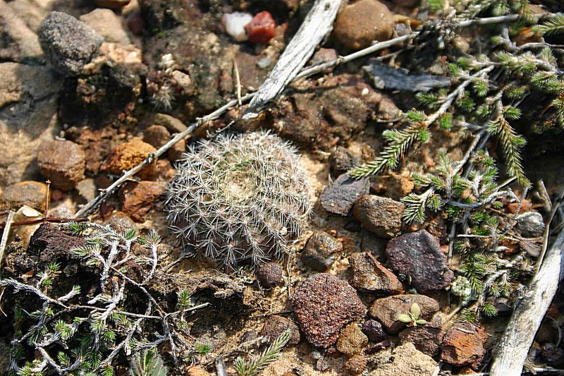 Frailea amerhauseri photo 2