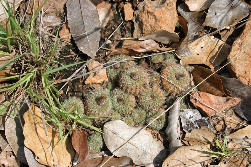 Frailea amerhauseri photo 3