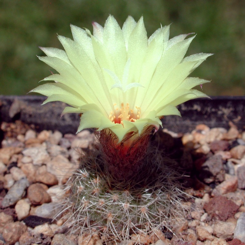 Frailea amerhauseri photo 4