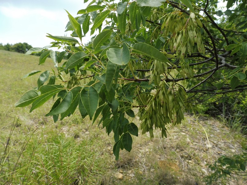 Texas Ash