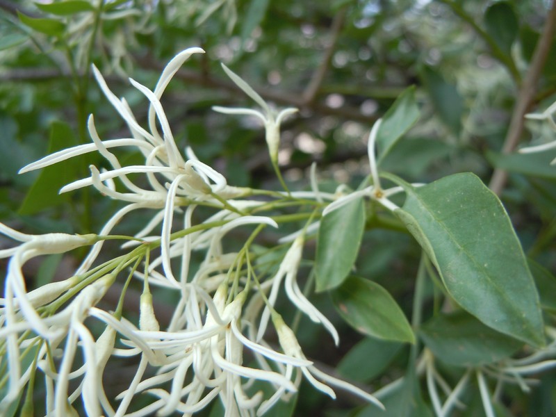 Fragrant Ash