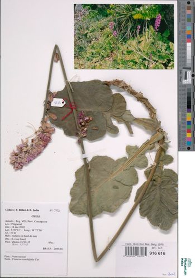 Francoa appendiculata var. sonchifolia