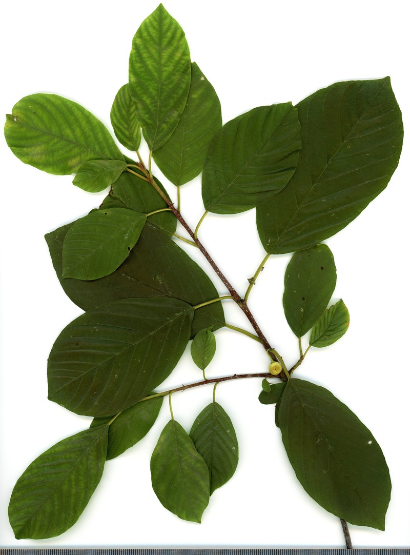 Glossy Buckthorn photo 2