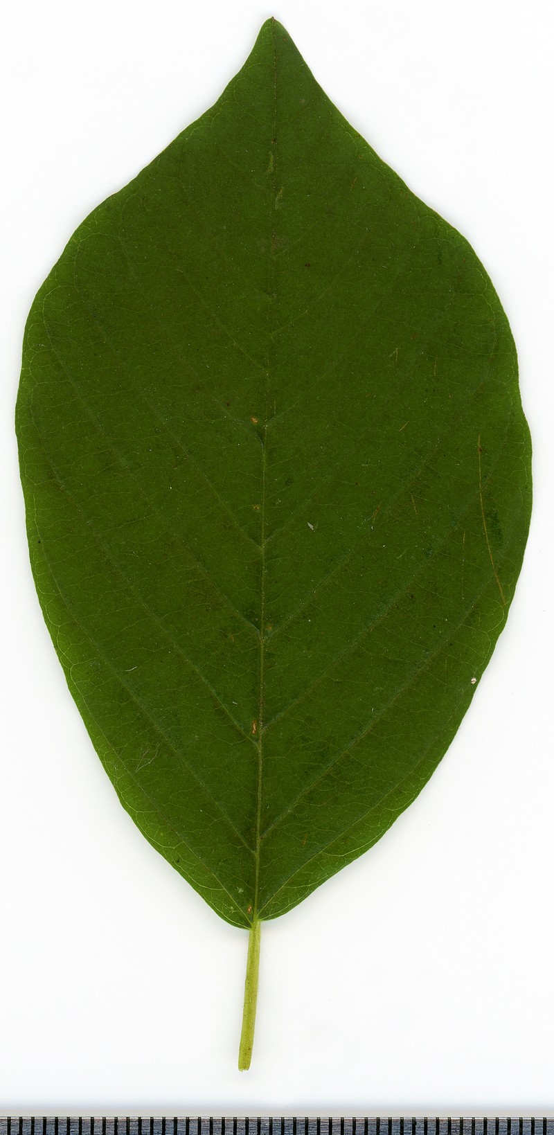 Glossy Buckthorn photo 6