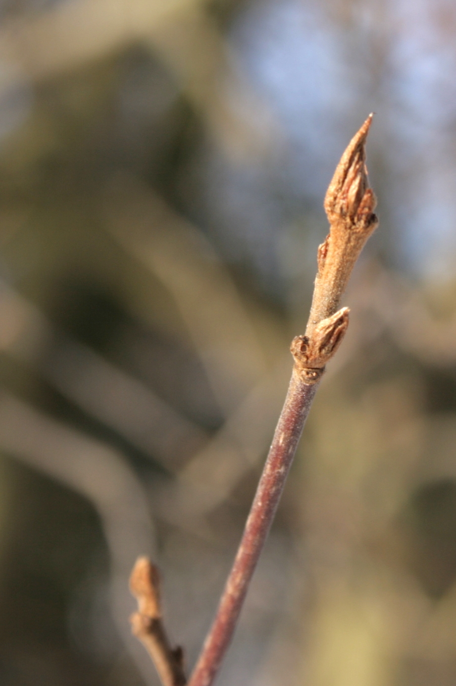 Glossy Buckthorn photo 7