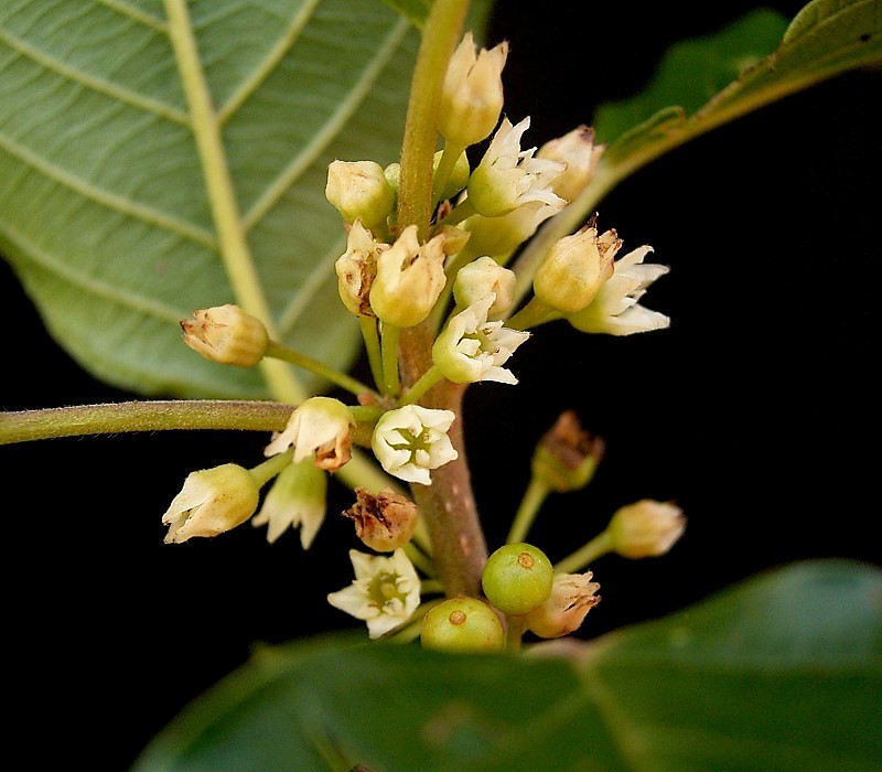 Glossy Buckthorn photo 8
