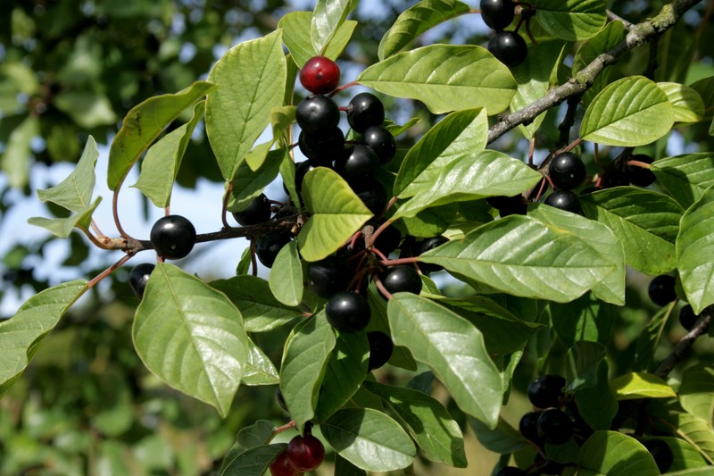 Glossy Buckthorn