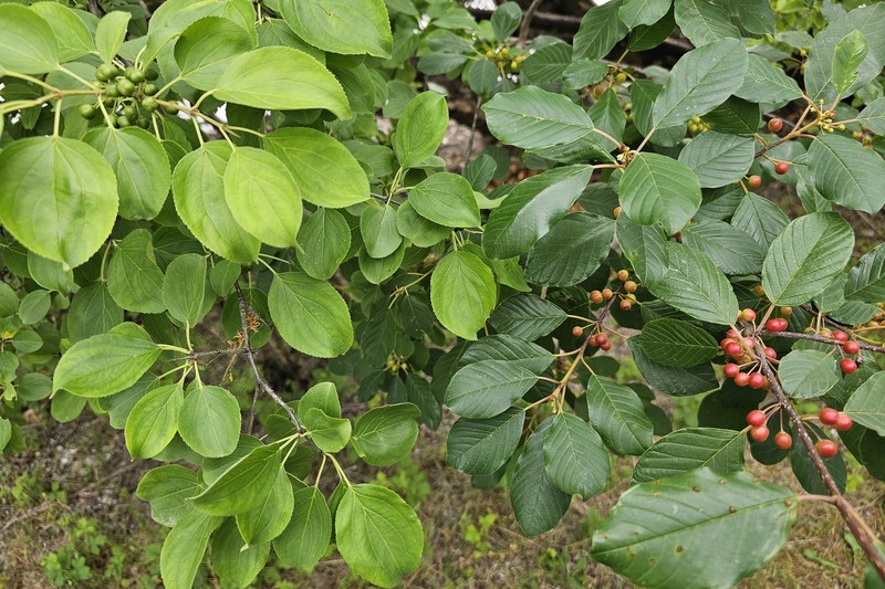 Frangula alnus subsp. alnus