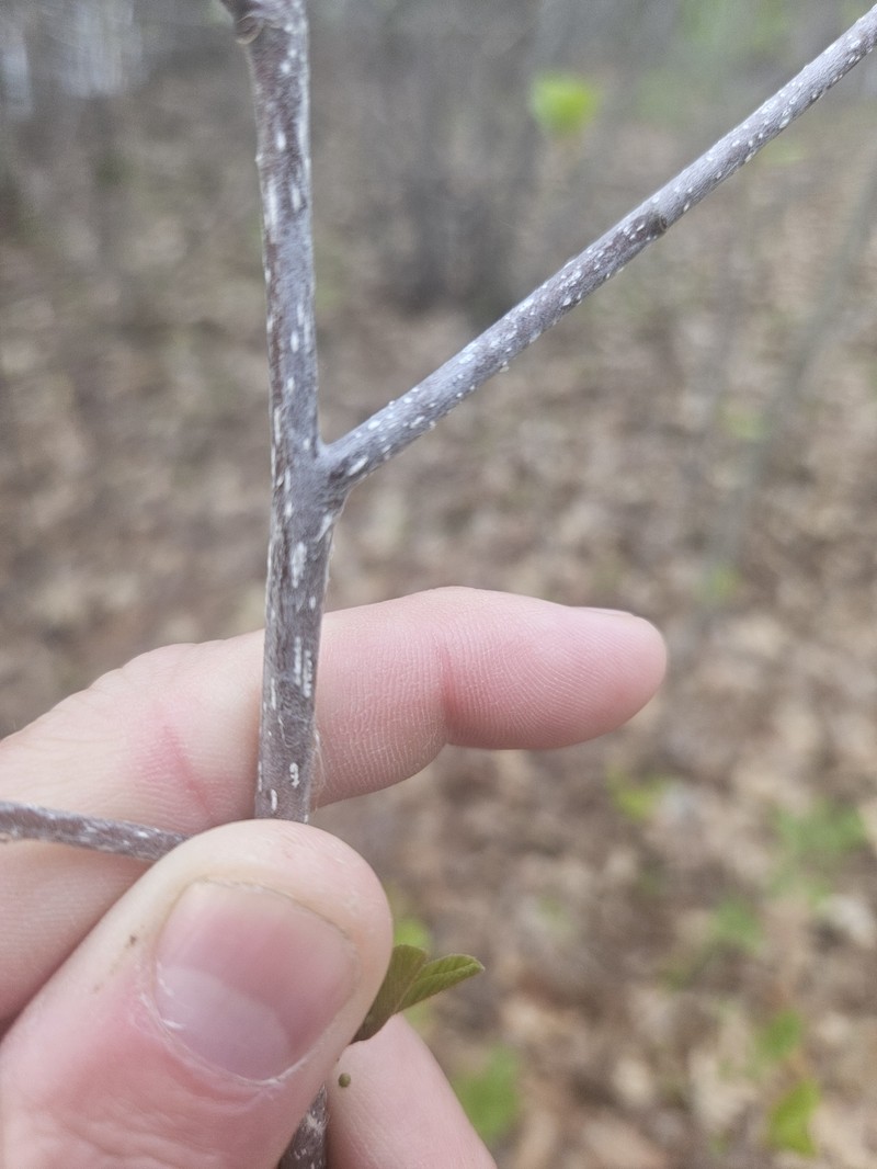 Frangula alnus subsp. alnus photo 2