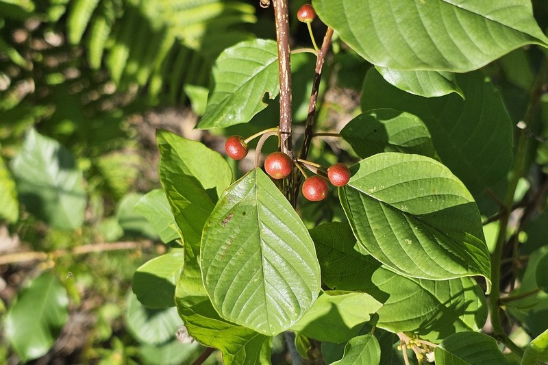 Frangula alnus subsp. alnus photo 3