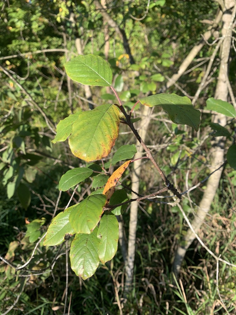 Frangula alnus subsp. alnus photo 4