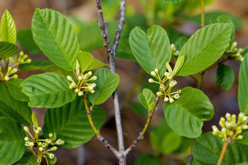Beechleaf Frangula