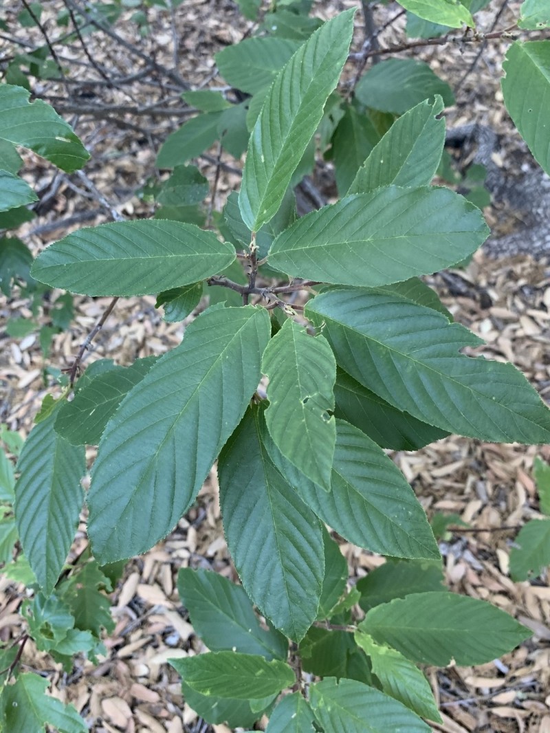 Beechleaf Frangula