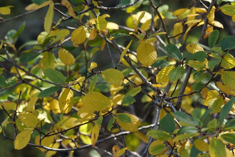 Beechleaf Frangula photo 2