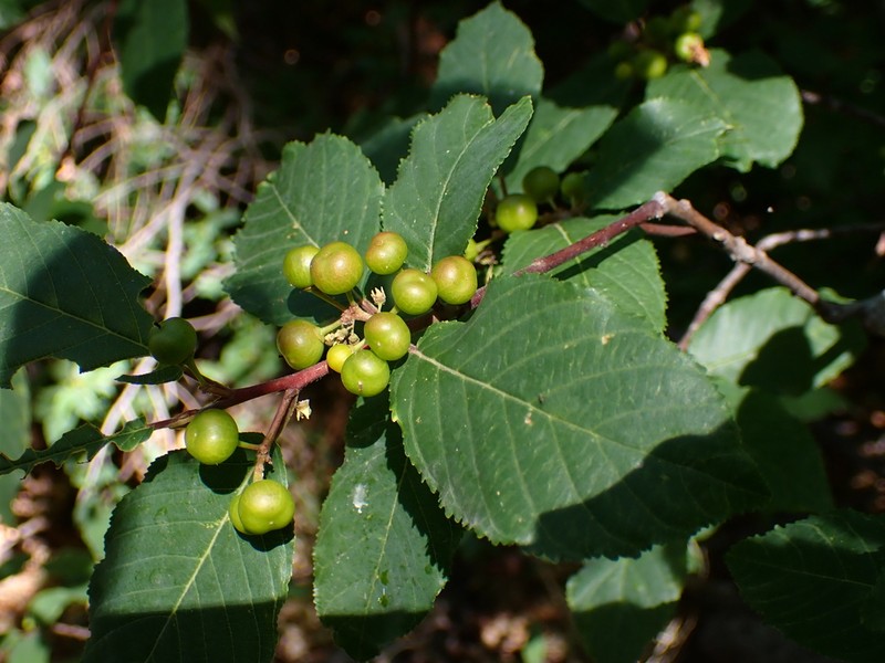 Beechleaf Frangula photo 3