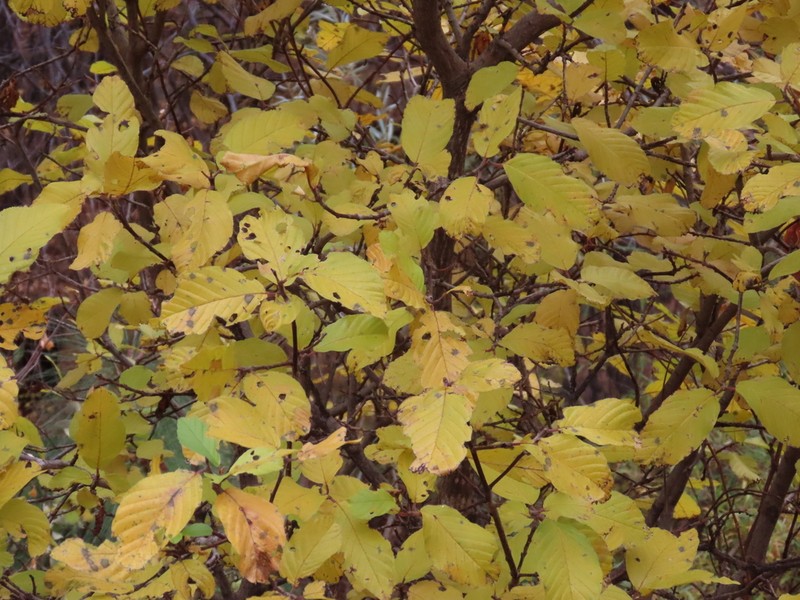 Beechleaf Frangula photo 4