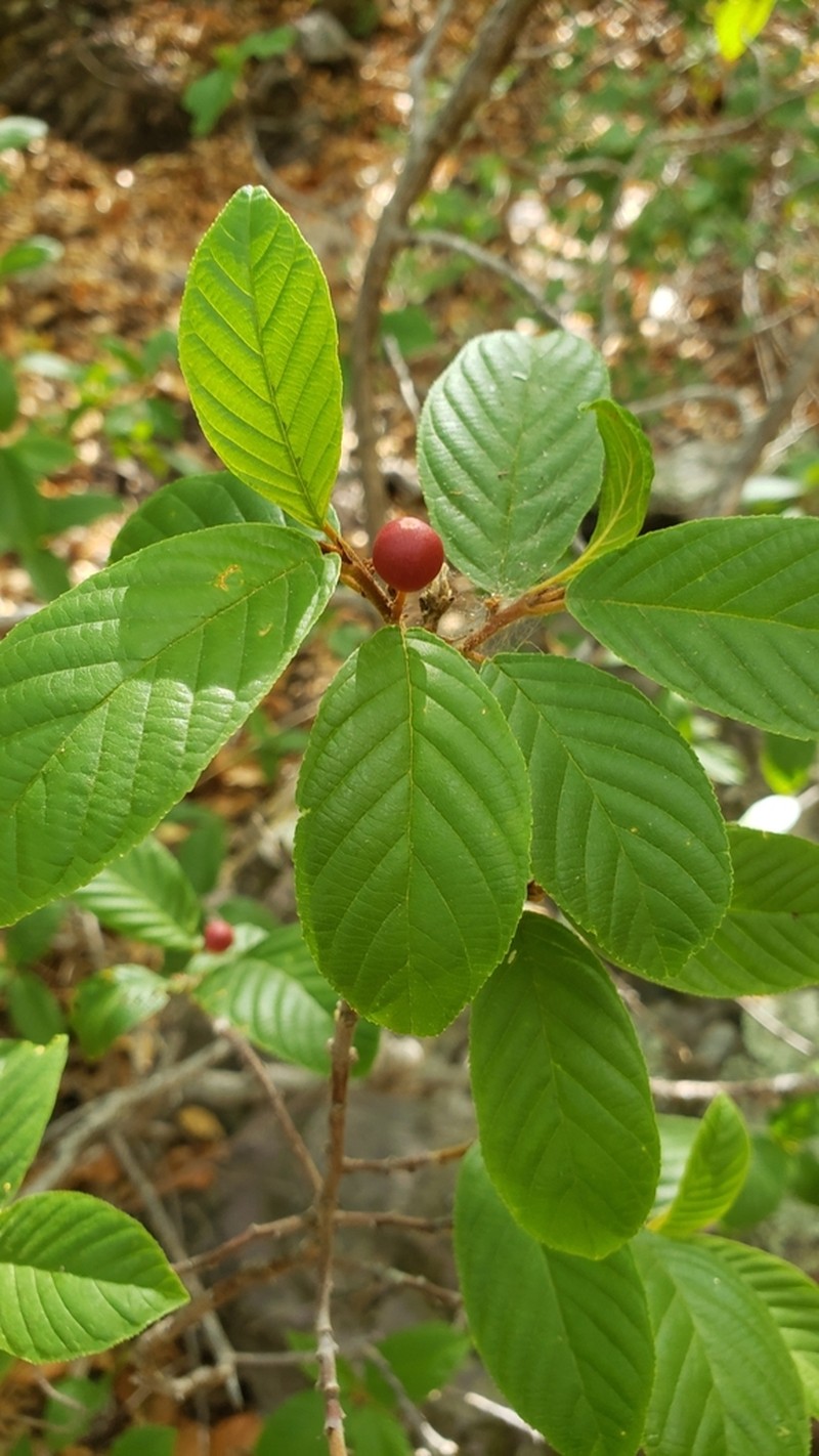 Beechleaf Frangula photo 5