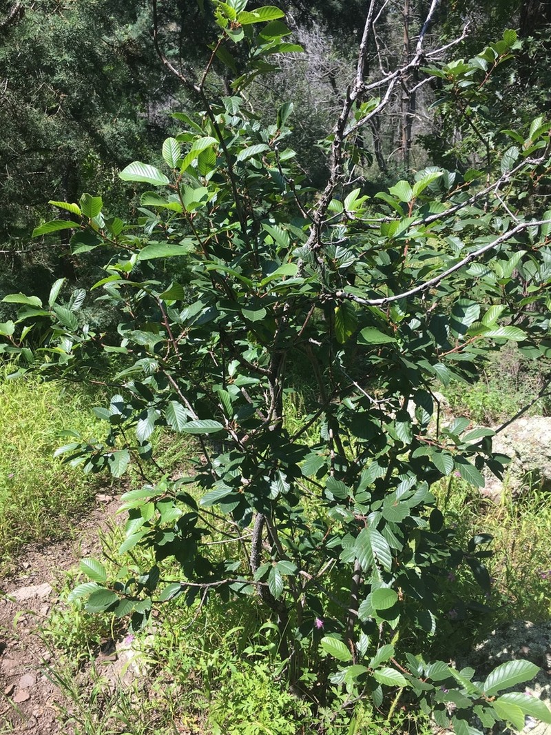 Beechleaf Frangula photo 6