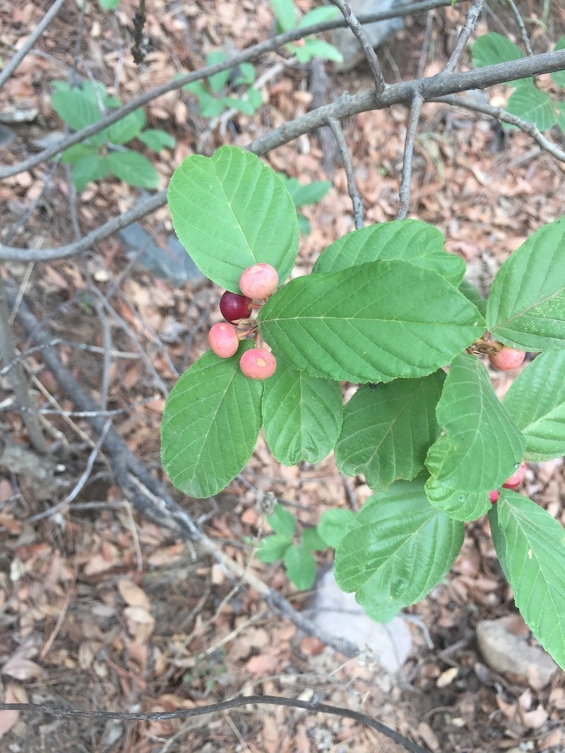 Beechleaf Frangula photo 7