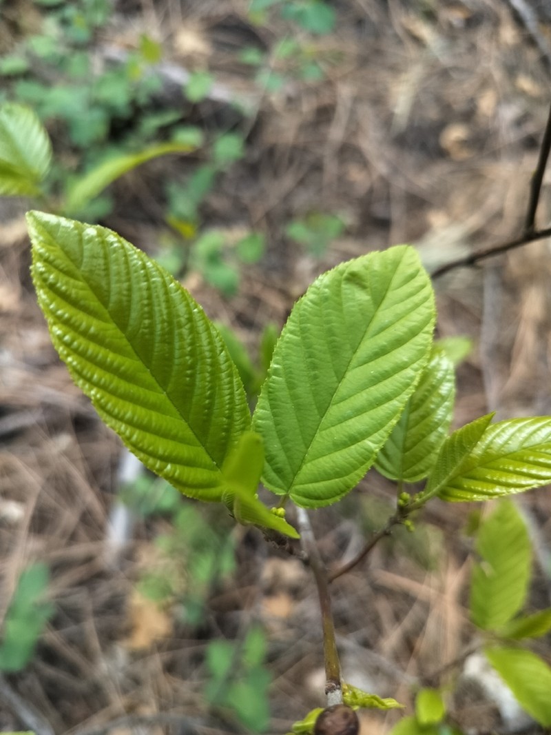 Beechleaf Frangula photo 8