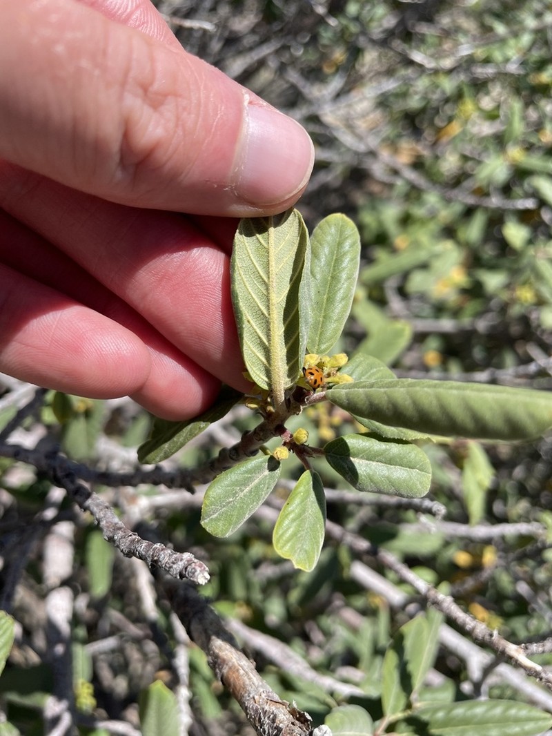 California Buckthorn