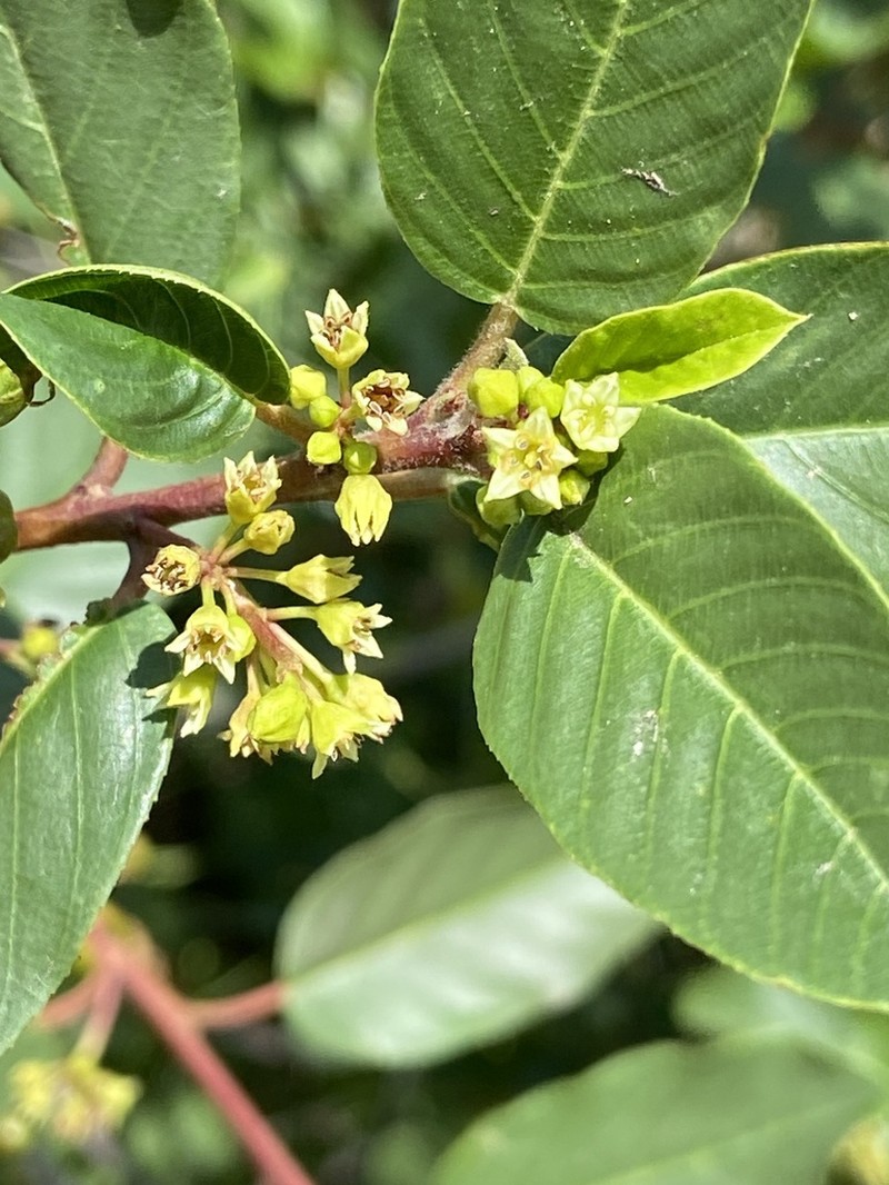 California Buckthorn photo 3