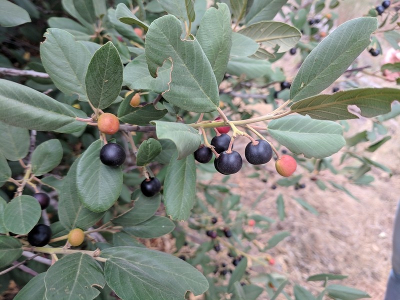 California Buckthorn photo 4