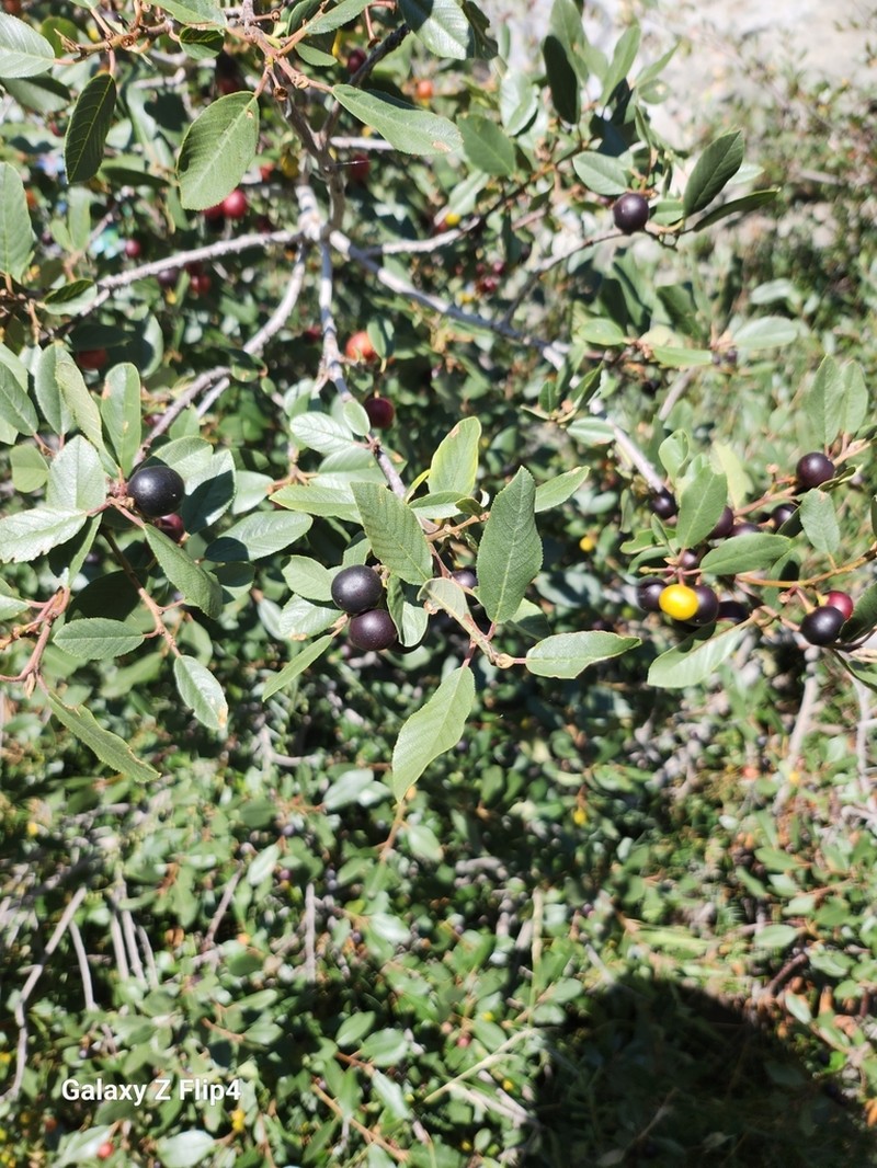 California Buckthorn photo 5